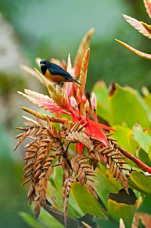 (Eufonia buchirrufa / Euphonia rufiventris - Amazonia). Un tenue murmullo en un da nublado: hay eufonias cerca!  Escuchar sus alegres sonidos es una clave para buscarlas. Estos jilgueritos anaranjados y prpuras merodean las copas de rboles con frutas. Murray Cooper