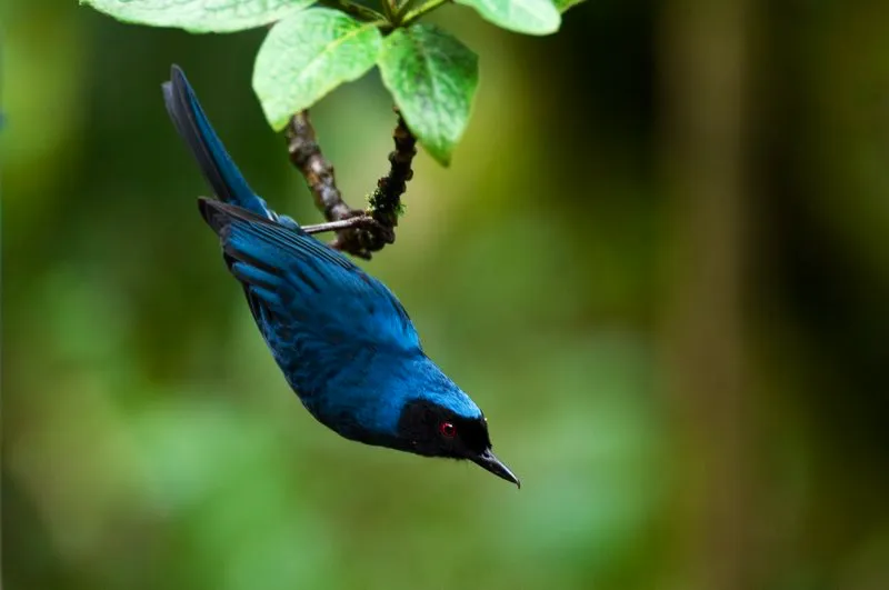 (Picaflor de antifaz / Diglossa cyanea - Andes Occidentales, Centrales y Orientales). Un árbol andino florecido es un ineludible imán para colibríes, pero también atraerá varios picaflores. Los picaflores son ladrones de néctar que consumen el dulce néctar sin brindar sus servicios a la polinización. Emplean sus picos ganchudos para perforar huequitos en la base de las flores y, a través de ellos, succionar el néctar. Murray Cooper