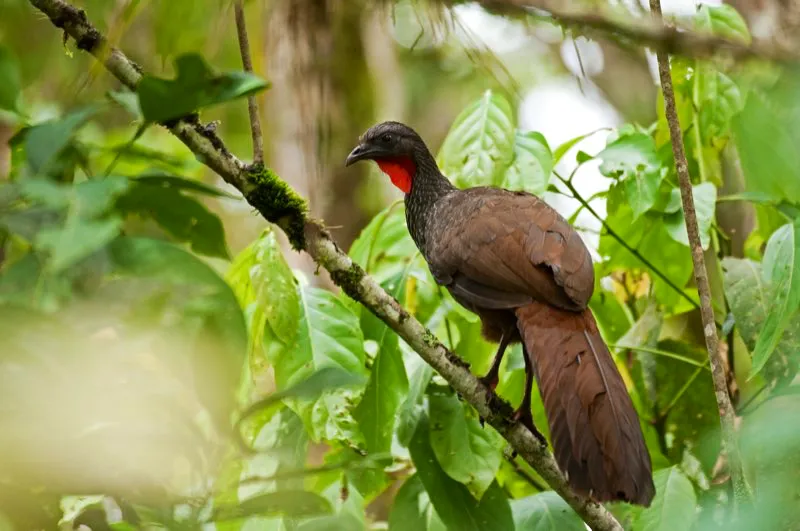 (Pava caucana / Penelope perspicax - Valle del Cauca). Es difícil imaginar que los inmensos campos de caña de azúcar del valle del río Cauca alguna vez estuvieron tapizados de bosques tropicales. Los bosques han sido tumbados desde hace años, y con ellos se han ido sus antiguos habitantes, las aves silvestres. Una de estas aves es la pava caucana, críticamente amenazada en la actualidad como resultado de la tremenda deforestación y la cacería. Por suerte todavía es frecuente en el río Otún, sobre Pereira, donde está protegida en el Santuario de Flora y Fauna Otún-Quimbaya. Murray Cooper