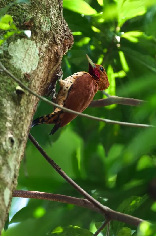 (Carpintero canelo / Celeus loricatus - Chocó, Magdalena Central). Caminar por los bosques húmedos del valle del Magdalena es una tarea fatigosa, pero la recompensa lo amerita. Trepando una loma pendiente, en una mañana muy calurosa, escuchamos a un Carpintero Canelo. Luego de unos minutos, lo encontramos: un magnífico macho a las puertas de su nido. Murray Cooper