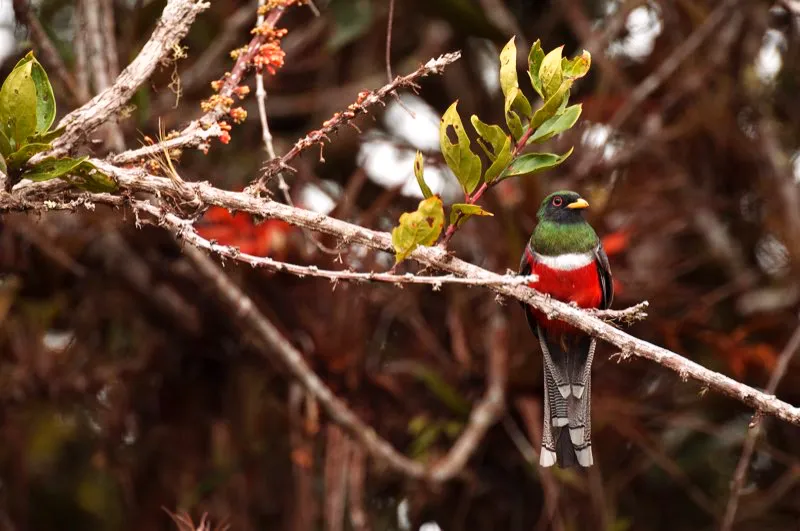 (Trogón collarejo / Trogon collaris - Andes Occidentales, Centrales y Orientales, Amazonia). La variedad de árboles frutales de Colombia es inmensa (una excelente fuente de alimento para un sinnúmero de aves) Los trogones se alimentan de insectos y frutos. Aquí, un trogón collarejo percha junto a su manjar. Murray Cooper