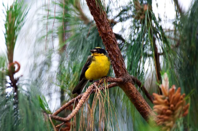 (Abanico colombiano / Myioborus flavivertex - Sierra Nevada de Santa Marta). Las montañas de Colombia están sembradas de plantaciones de pinos mexicanos. Aunque su existencia podría disminuir la deforestación de los bosques nativos, en realidad son hábitats empobrecidos para la mayoría de plantas y animales. El abanico colombiano es uno de los pocos pájaros de las montañas de Santa Marta que habitan en estas plantaciones. Murray Cooper