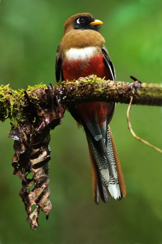 (Trogón enmascarado / Trogon personatus - Andes Occidentales, Centrales y Orientales, ?Sierra Nevada de Santa Marta). Los trogones son comunes en las tierras bajas de Colombia, pero el trogón enmascarado habita en bosques altomontanos. La máscara negra es bien evidente en esta hembra bronce y roja. La máscara del macho se funde con su plumaje dorsal verde oscuro. Murray Cooper