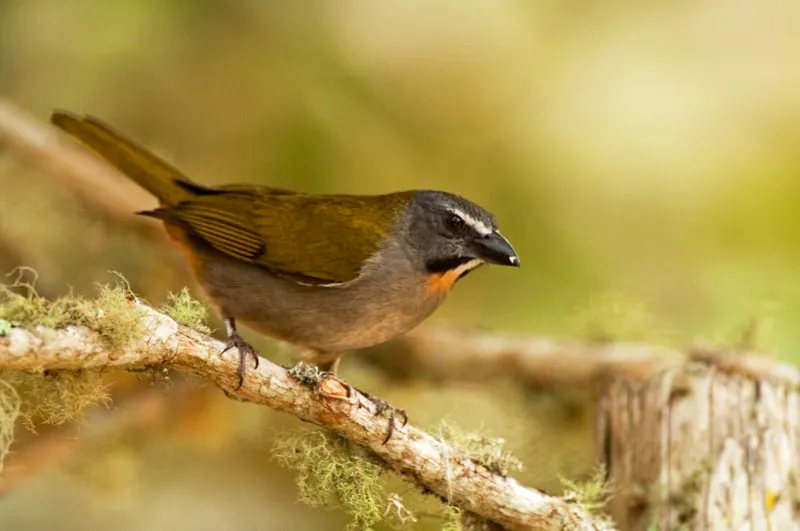 (Saltador ajicero / Saltator maximus - Tierras bajas en toda Colombia). Aunque sus picos son gruesos, aptos para una dieta granívora, los saltadores son grandes amantes de la fruta. Este saltador ajicero es el saltador más común en Colombia. Murray Cooper
