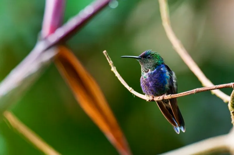 (Ninfa coroniazul / Thalurania colombica - Valle del Magdalena y Sierra Nevada de Santa Marta). Este colibrí tiene una distribución bien amplia y es común en todo este rango, especialmente en las tierras bajas húmedas hasta 900 m, donde prefieren alimentarse de arbustos con flor que de los árboles grandes. Murray Cooper