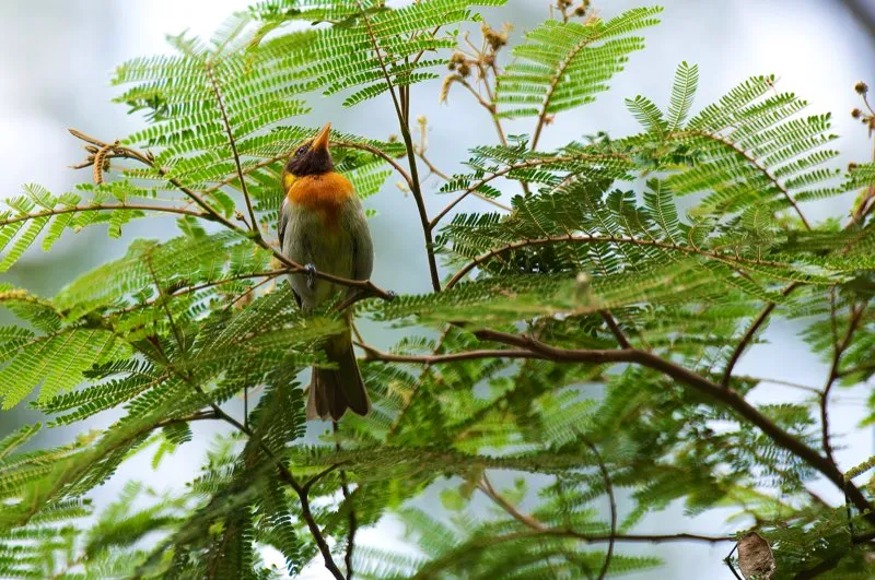 (Pintasilgo güira / Hemithraupis guira - Valles del Cauca y Magdalena). Es difícil pescar un insecto teniendo el pico grueso. La mayoría de tangarás tienen picos gruesos para comer frutas, pero el atractivo pintasilgo güira tiene un pico más fino para buscar insectos en las copas de los árboles. Murray Cooper