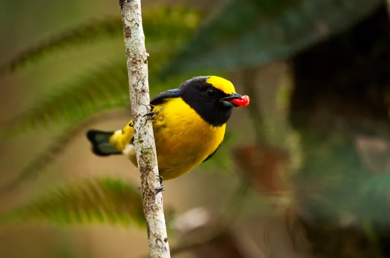 (Eufonia buchinaranja / Euphonia xanthogaster - Chocó, Valles del Magdalena y Cauca, Amazonia). Una eufonia buchinaranja macho, muy pulcro, lleva una baya roja en el pico. La mayoría de aves, incluso las frugívoras, alimentan a sus polluelos con insectos. Pero las crías de eufonia reciben una dieta constante de frutos regurgitados. Murray Cooper