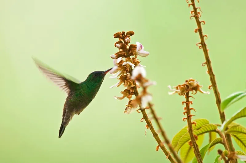 (Amazilia frentiazul / Amazilia cyanifrons - Piedemontes del Valle del Magdalena). Encontramos una amazilia frentiazul en un enorme árbol florecido repleto de colibríes, adonde ella mostró su carácter tan territorial: parece que pasó mas tiempo preocupándose de los otras colibríes que de su alimentación, aunque hubo más que suficientes flores para todas. Murray Cooper