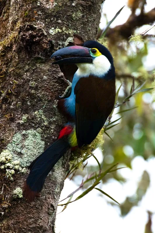 (Terlaque pechiazul / Andigena nigrirostris - Andes Occidentales, Centrales y Orientales). Imagine un tucán sentado en su nido, con dos huevos reposando bajo sus plumas pectorales. Pero, ¿qué estaba imaginando usted? ¿Acaso un nido construido con palitos en lo alto de un espigado árbol? En realidad, los tucanes nidifican en cavidades de árboles, aquellos huecos previamente excavados por pájaros carpinteros u otros animales. Su enorme pico no es la herramienta ideal para horadar la madera. Murray Cooper