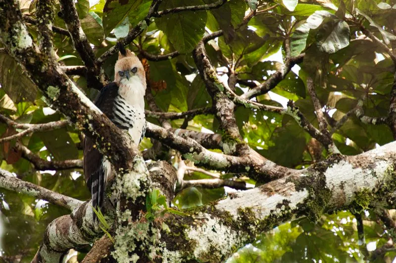 (guila coronada / Spizaetus ornatus - Choc y Amazonia). Una guila coronada adulta mira atentamente a la cmara. Esta poderosa rapaz nidifica en un rbol espigado, depositando un nico huevo e incubndolo por 45 das. La cra abandona el nido a los tres meses, pero permanece cerca de este hasta por un ao, mientras sus padres lo alimentan. Murray Cooper