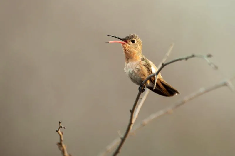 (Colibrí anteado / Leucippus fallax - Guajira). Este colibrí opaco está confinado a los matorrales desérticos de la península de la Guajira. El pico de este colibrí es notablemente flexible: su mandíbula rosada se dobla hacia abajo mientras canta. Murray Cooper