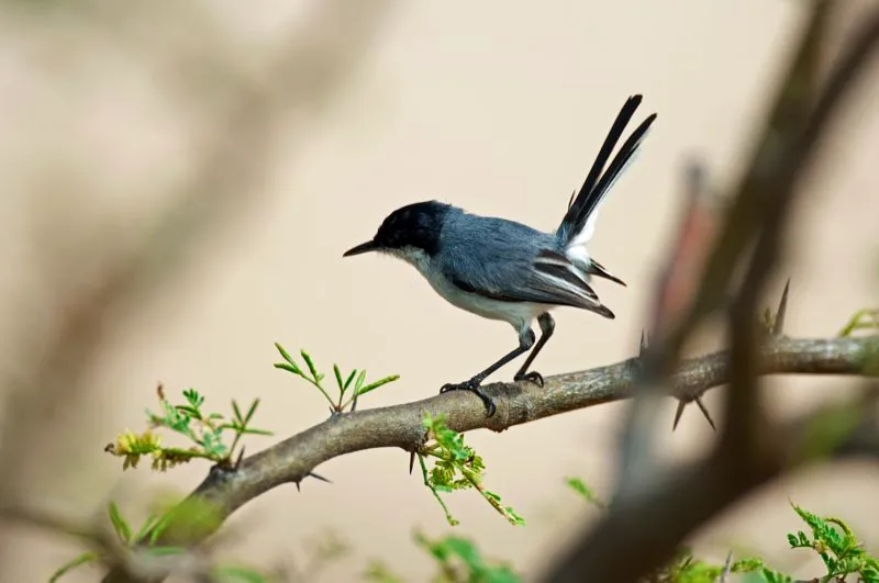 (Curruca tropical / Polioptila plumbea - Tierras bajas de toda Colombia). La ágil curruca tropical se encuentra en todas las tierras bajas de Colombia, pero es más común en los desiertos de la costa caribeña. Las parejas mantienen una permanente charla mientras forrajean, levantando sus colas al tiempo que saltan entre los matorrales desérticos. Murray Cooper