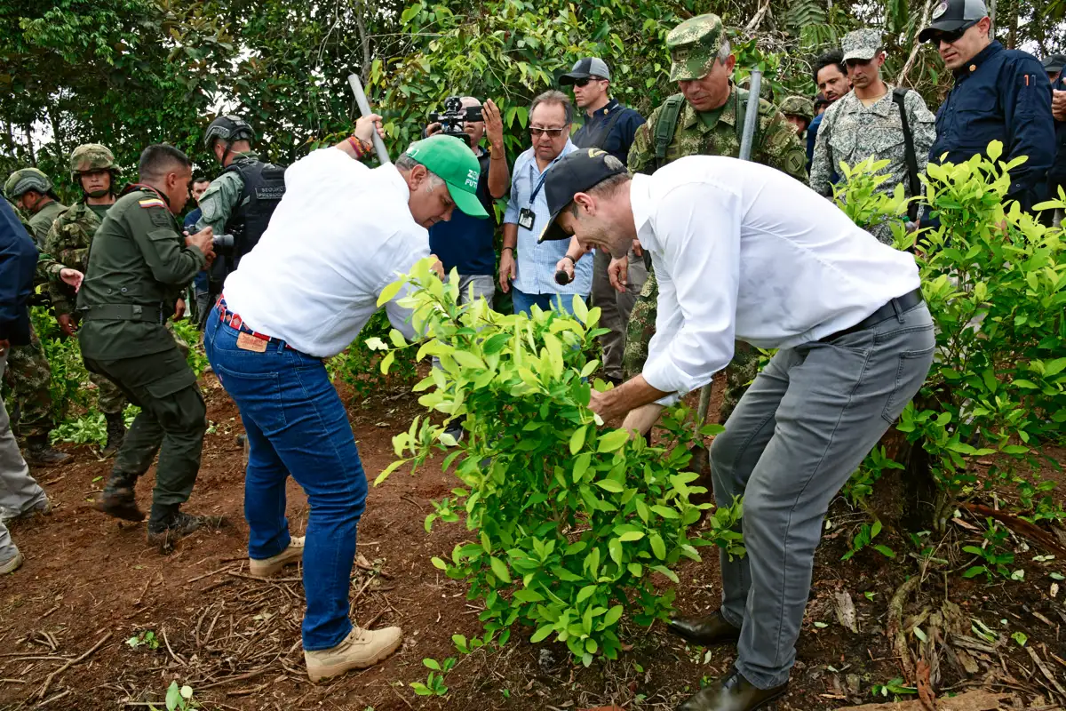 Labor de erradicación de coca. Vereda El Llorente, Tumaco, Nariño, 16 de enero de 2020.