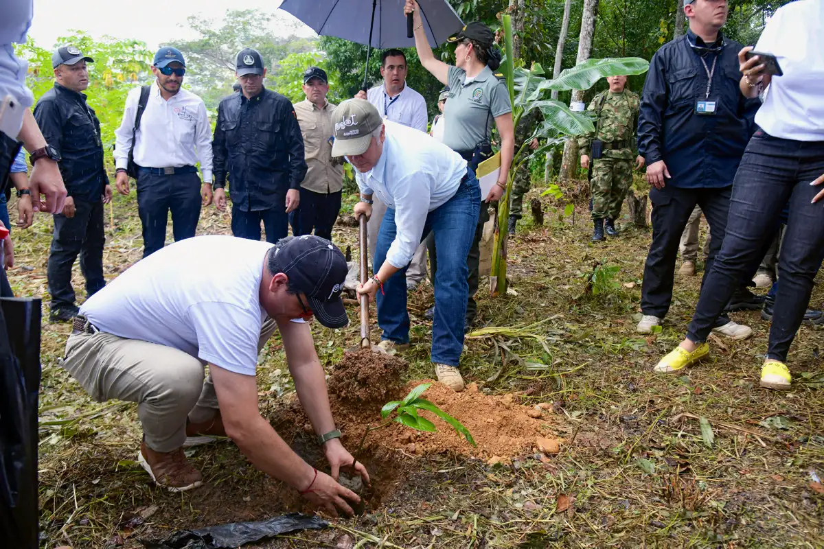 Siembra de cacao en la Gabarra, Tibú, Norte de Santander, liderando la transformación productiva en los territorios afectados por la violencia y el nacotráfico. 29 de enero de 2020.