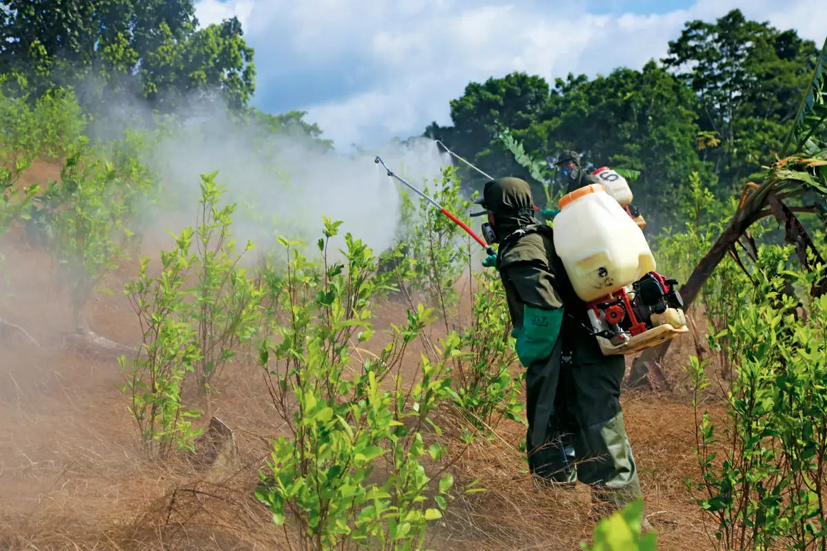 Labor de erradicación de coca. Vereda El Llorente, Tumaco, Nariño, 16 de enero de 2020.