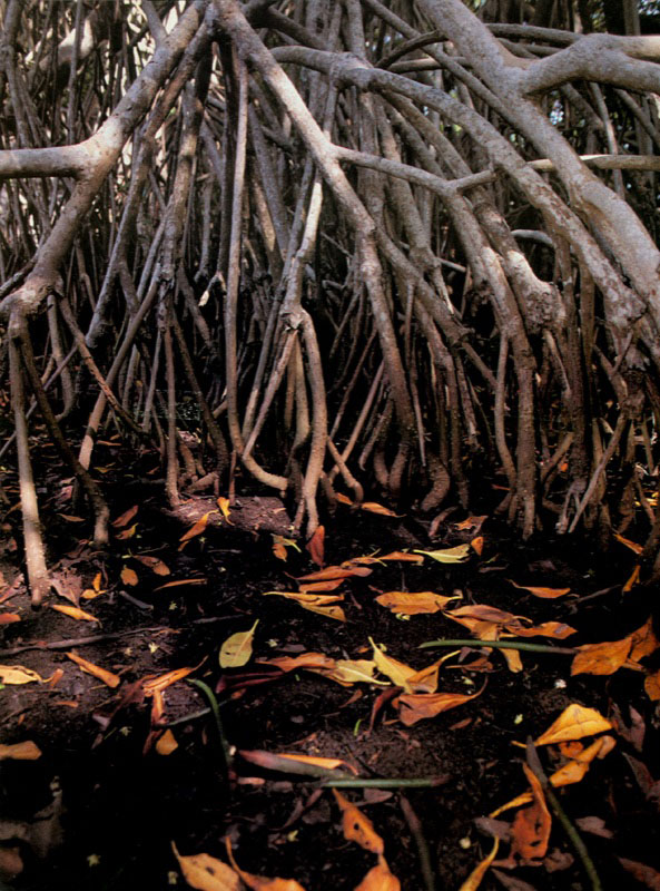 El Manglar bajo tensión | Capítulo del libro Manglares, uno de los ...